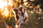 Miniature Australian Shepherd