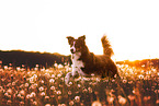 Miniature Australian Shepherd