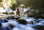 Miniature Australian Shepherd