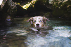 Miniature Australian Shepherd