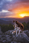 Miniature Australian Shepherd