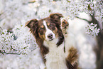 Miniature Australian Shepherd