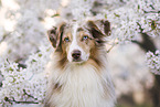 Miniature Australian Shepherd