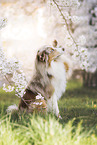 Miniature Australian Shepherd