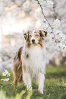 Miniature Australian Shepherd