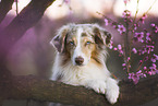 Miniature Australian Shepherd