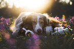 Miniature Australian Shepherd