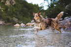 Miniature Australian Shepherd