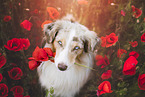 Miniature Australian Shepherd