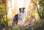 Miniature Australian Shepherd