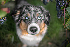 Miniature Australian Shepherd