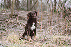 Miniature Australian Shepherd