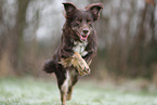 Miniature Australian Shepherd