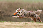 Miniature Australian Shepherd