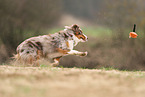 Miniature Australian Shepherd