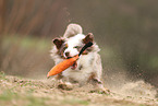 Miniature Australian Shepherd