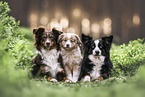 Miniature Australian Shepherds