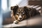 Miniature Australian Shepherd