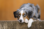 Miniature Australian Shepherd