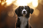 Miniature Australian Shepherd Hndin