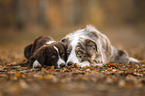 Miniature Australian Shepherds