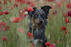 Miniature Australian Shepherd Hndin