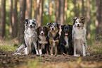 Miniature Australian Shepherds