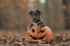 Miniature Australian Shepherd Welpe