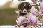 Miniature Australian Shepherd Welpe