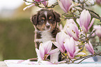 Miniature Australian Shepherd Welpe