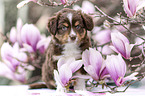 Miniature Australian Shepherd Welpe