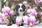 Miniature Australian Shepherd Welpe