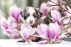 Miniature Australian Shepherd Welpe