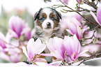 Miniature Australian Shepherd Welpe