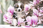 Miniature Australian Shepherd Welpe