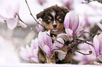 Miniature Australian Shepherd Welpe