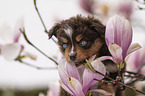 Miniature Australian Shepherd Welpe