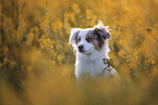 Miniature Australian Shepherd