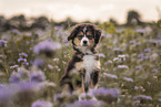 Miniature Australian Shepherd Welpe