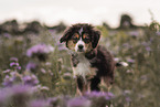 Miniature Australian Shepherd Welpe