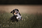 Miniature Australian Shepherd Welpe