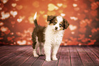 Miniature Australian Shepherd