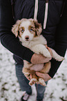 Miniature Australian Shepherd