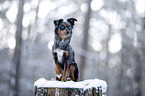 Miniature Australian Shepherd