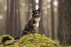 Miniature Australian Shepherd