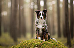 Miniature Australian Shepherd