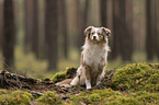 Miniature Australian Shepherd