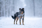 Miniature Australian Shepherd