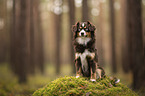 Miniature Australian Shepherd