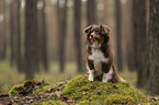 Miniature Australian Shepherd